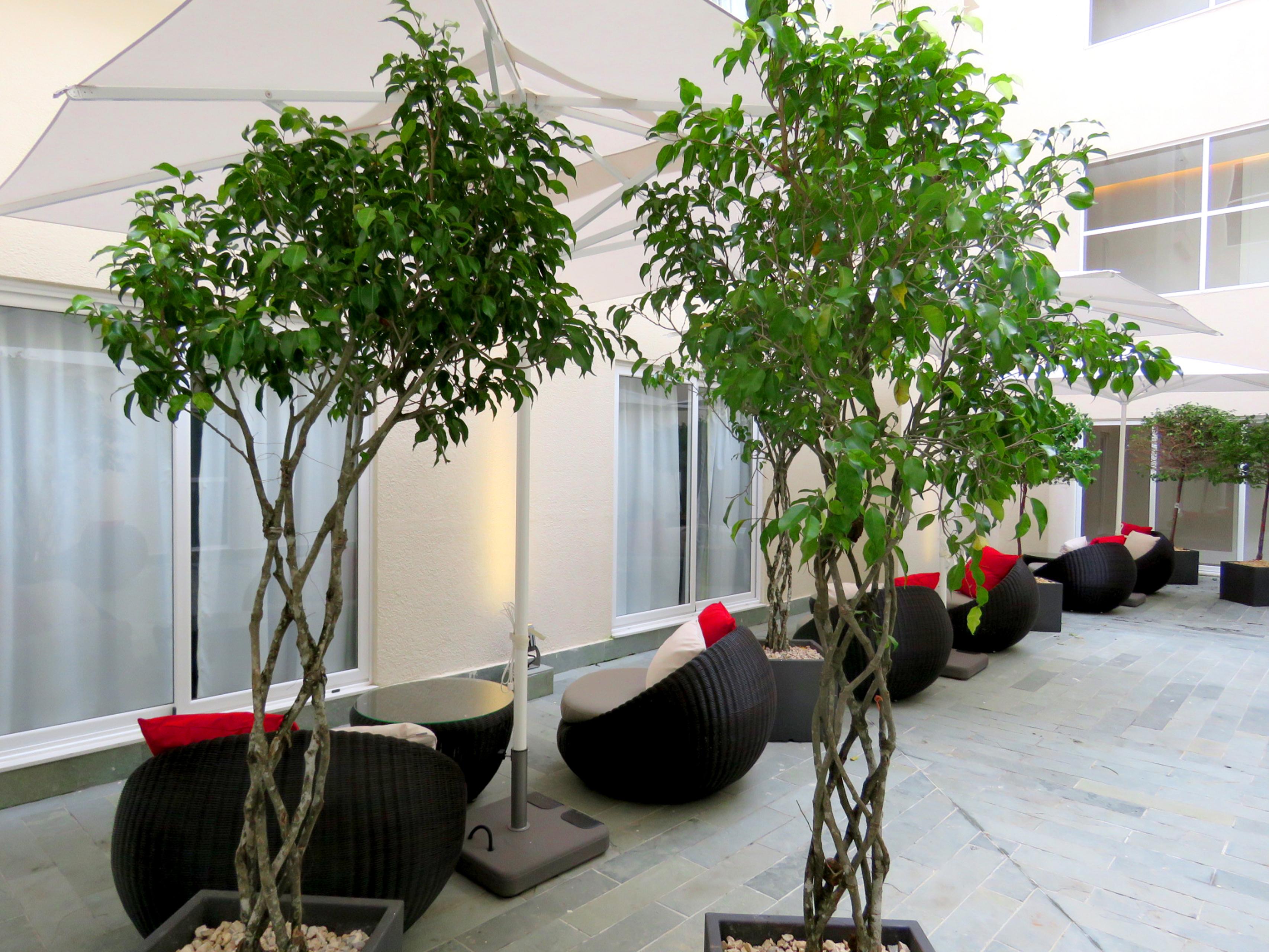 Central Hotel Panama Casco Viejo Eksteriør billede Ficus benjamina
